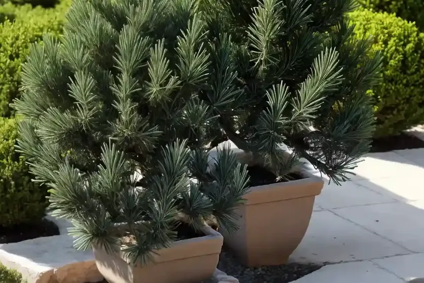 Waukegan juniper (juniperus horizontalis ‘waukegan’) — photo 2