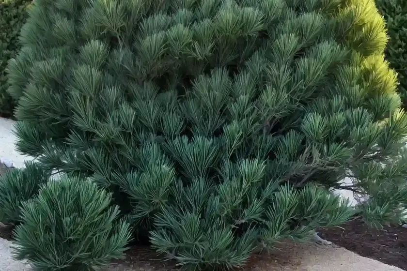 Waukegan juniper (juniperus horizontalis ‘waukegan’) — photo 3