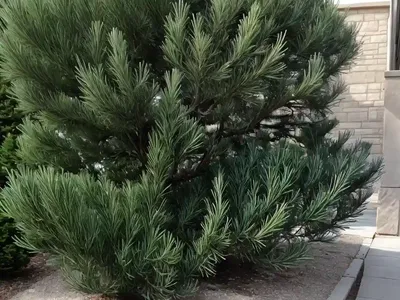 Waukegan Juniper (Juniperus Horizontalis ‘Waukegan’)