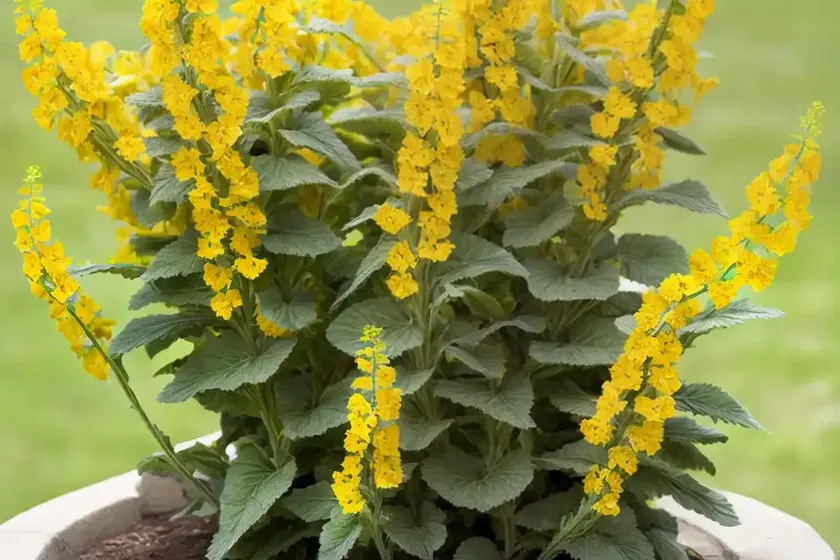 Wavyleaf mullein (verbascum sinuatum) — photo 3