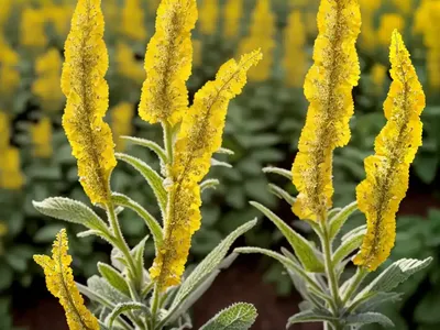Wavyleaf Mullein (Verbascum Sinuatum)