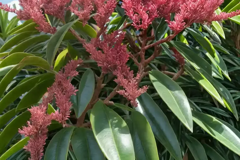 Wax myrtle (morella cerifera) — photo 2