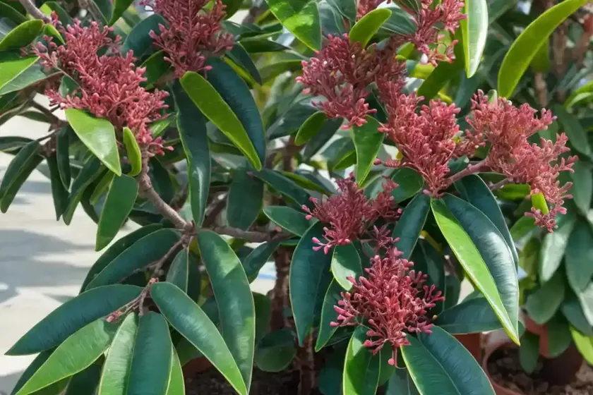 Wax myrtle (morella cerifera) — photo 3