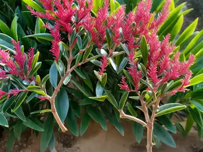Wax Myrtle (Morella Cerifera)