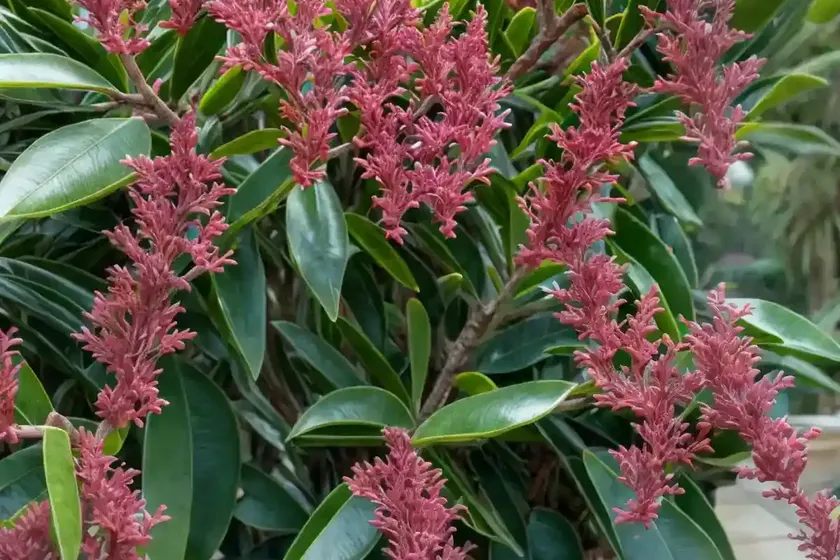 Wax myrtle (morella cerifera ‘luray’) — photo 2