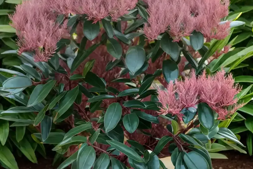 Wax myrtle (morella cerifera ‘luray’) — photo 3