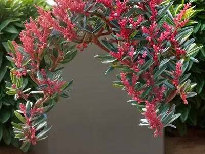 Wax Myrtle (Morella Cerifera ‘Luray’)