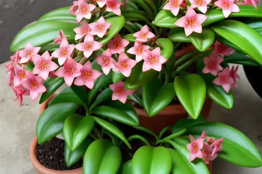 Wax plant (hoya carnosa) — photo 2
