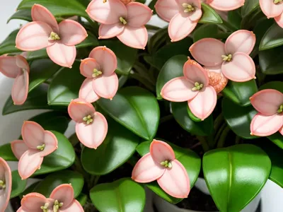 Wax Plant ‘krinkle 8’ (Hoya Carnosa ‘krinkle 8’)