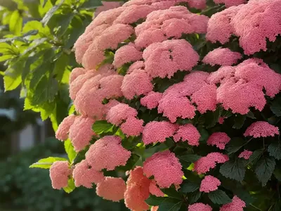 Wayfaring Tree (Viburnum Lantana)