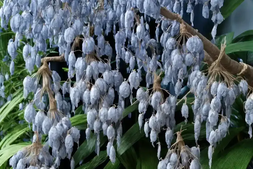 Weeping blue ginger (dichorisandra pendula) — photo 2