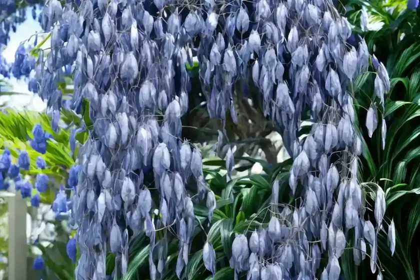Weeping blue ginger (dichorisandra pendula) — photo 3