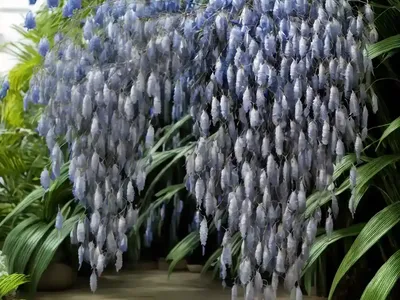 Weeping Blue Ginger (Dichorisandra Pendula)