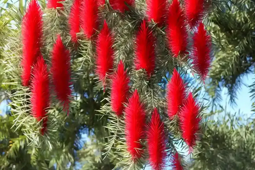 Weeping bottlebrush (callistemon viminalis) — photo 2