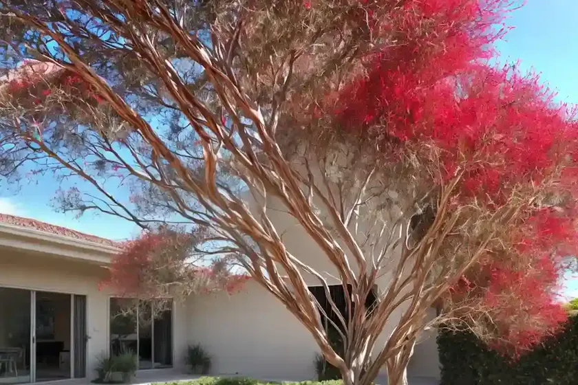 Weeping bottlebrush (callistemon viminalis) — photo 3