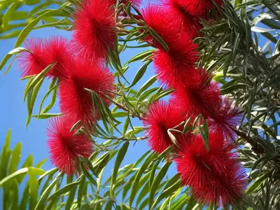 Weeping Bottlebrush (Callistemon Viminalis)