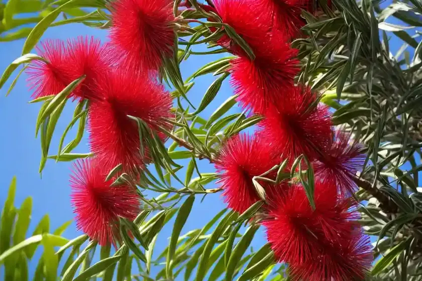 Weeping bottlebrush (callistemon viminalis)