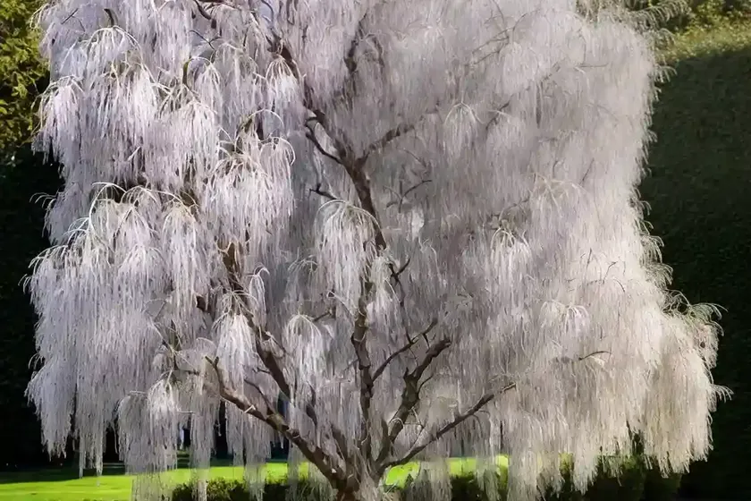 Weeping pussy willow (salix caprea pendula’) — photo 2