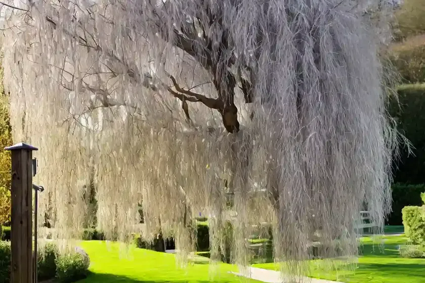 Weeping pussy willow (salix caprea pendula’) — photo 3