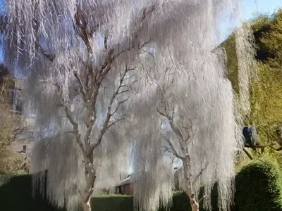 Weeping Pussy Willow (Salix Caprea Pendula’)