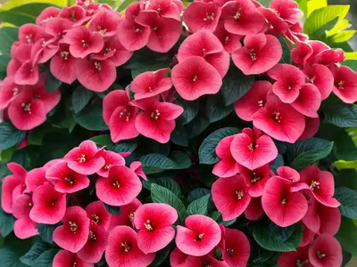 Weigela Florida ‘Bristol Ruby’)