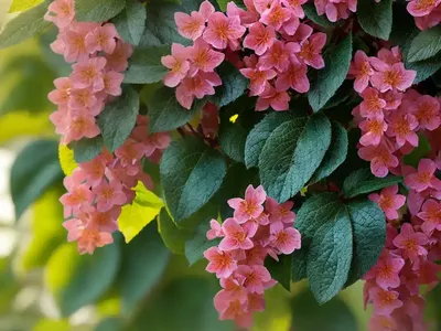 Weigela Florida Spilled Wine�)