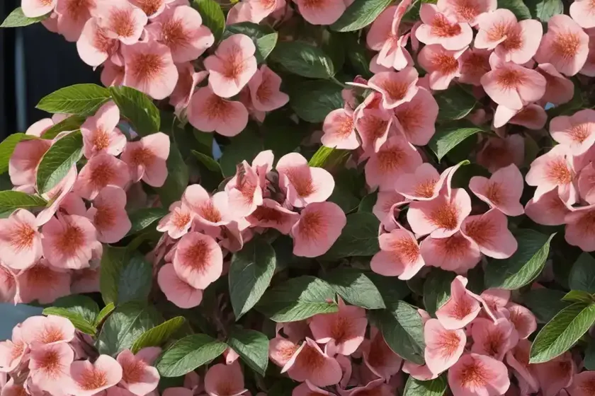 Weigela (weigela praecox ‘korean sunrise’) — photo 2