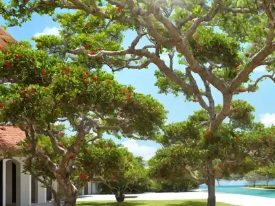 West Indian Bay Tree (Pimenta Racemosa)