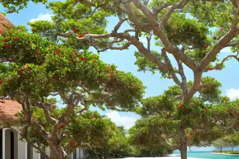 West indian bay tree (pimenta racemosa)