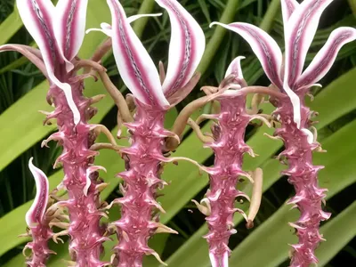 West Indian Tonguefern (Elaphoglossum Crinitum)