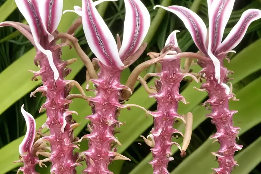 West indian tonguefern (elaphoglossum crinitum)