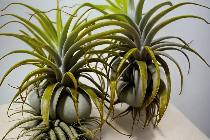 West indian tufted airplant (guzmania monostachia) — photo 2