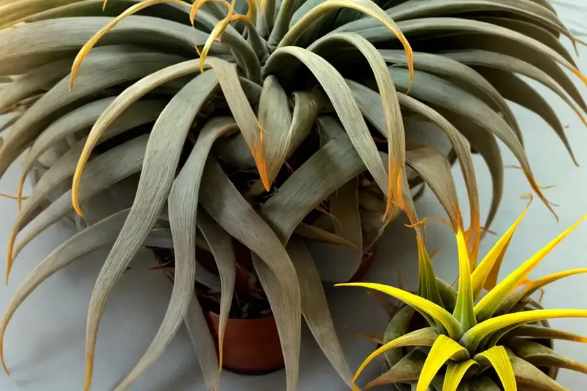 West indian tufted airplant (guzmania monostachia) — photo 3