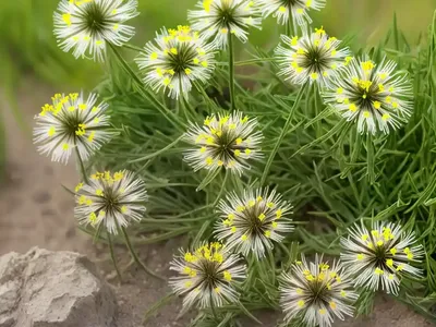 Western Hawksbeard (Crepis Occidentalis)