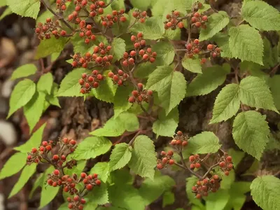 Western Poison Oak (Toxicodendron Diversilobum)