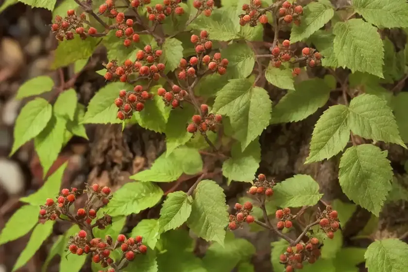Western poison oak (toxicodendron diversilobum)