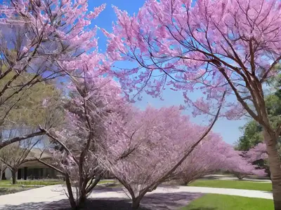 Western Redbud (Cercis Occidentalis)