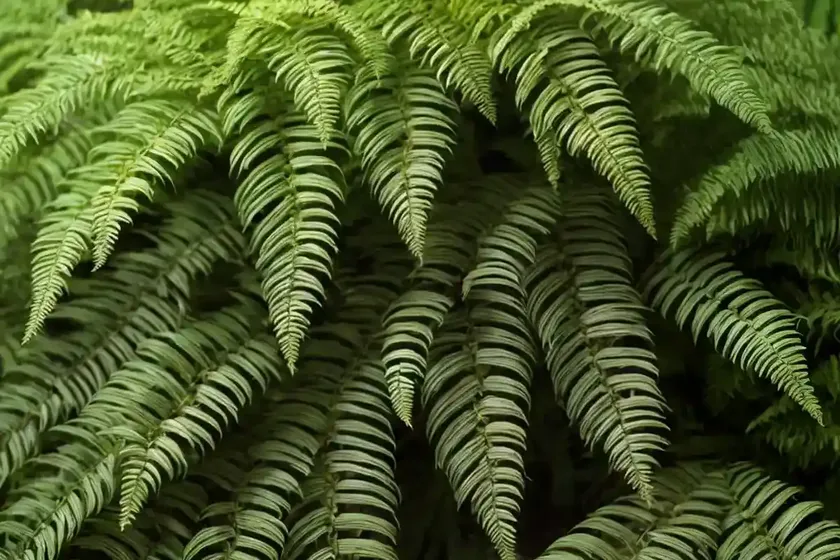 Western sword fern (polystichum munitum) — photo 2