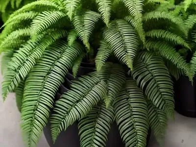Western Sword Fern (Polystichum Munitum)