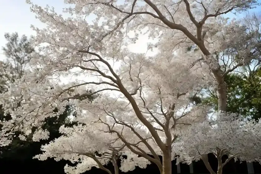 White ash (fraxinus americana)