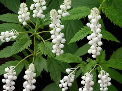 White Baneberry (Actaea Pachypoda)