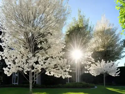 White Basswood (Tilia Americana Var. Heterophylla)
