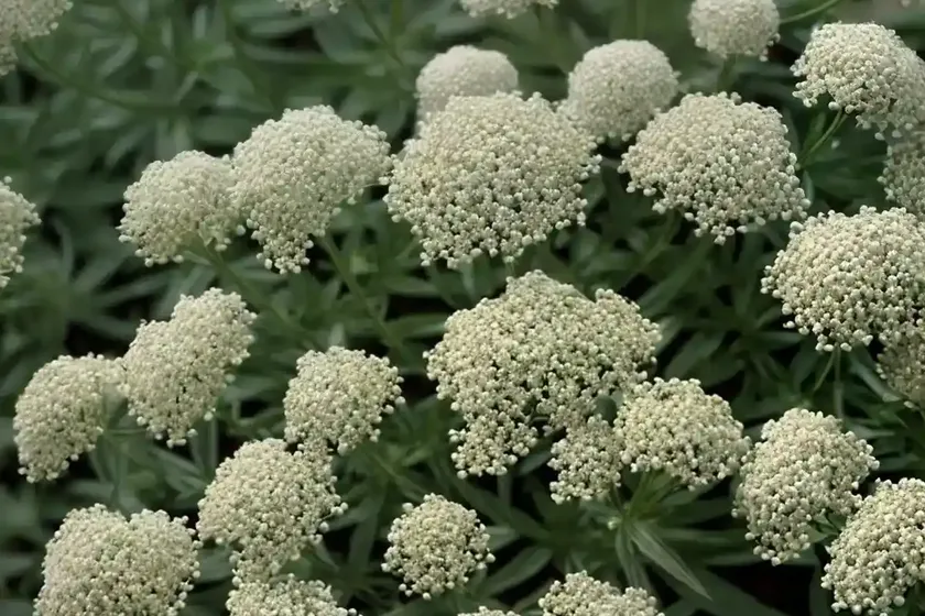 White Bedstraw (Galium Album) — photo 2