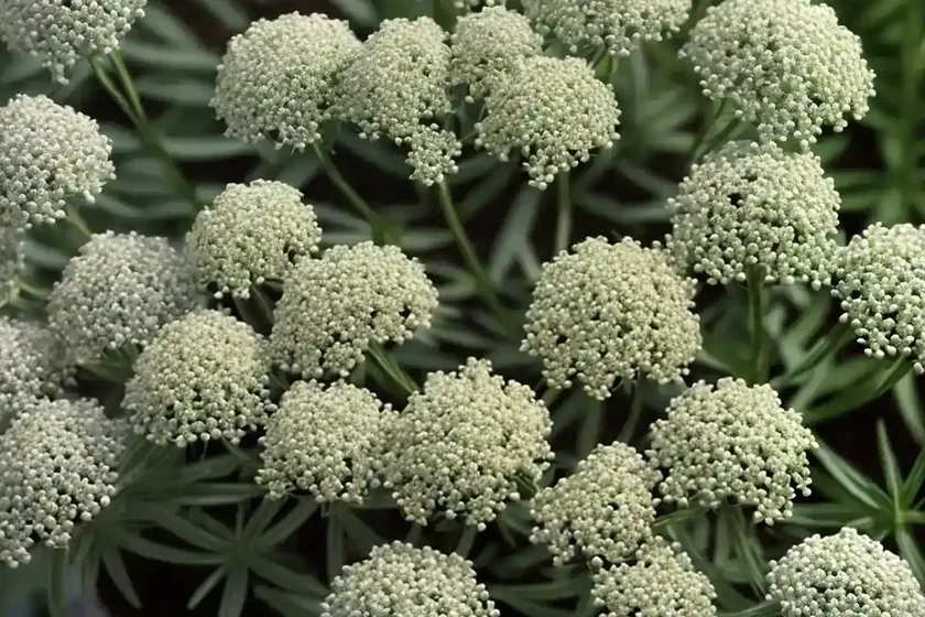 White Bedstraw (Galium Album) — photo 3