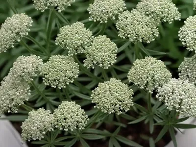 White Bedstraw (Galium Album)
