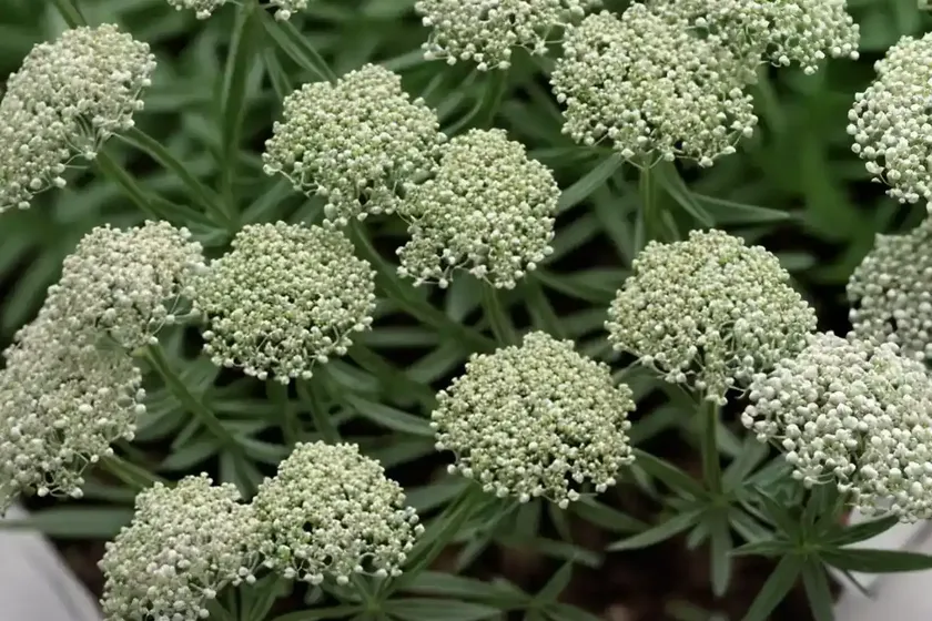 White Bedstraw (Galium Album)
