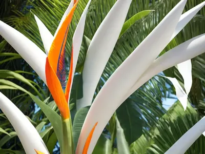 White Bird Of Paradise (Strelitzia Nicolai)