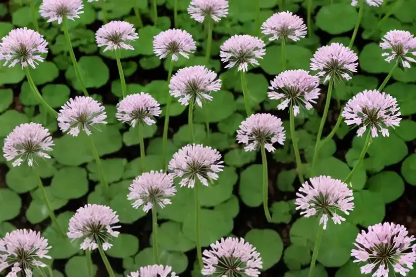 White clover (trifolium repens) — photo 2