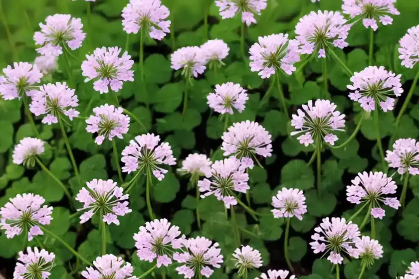 White clover (trifolium repens) — photo 3