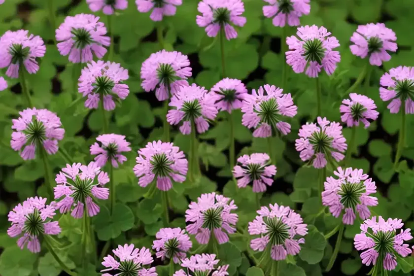 White clover (trifolium repens ‘atropurpureum’) — photo 3